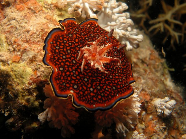 Photograph